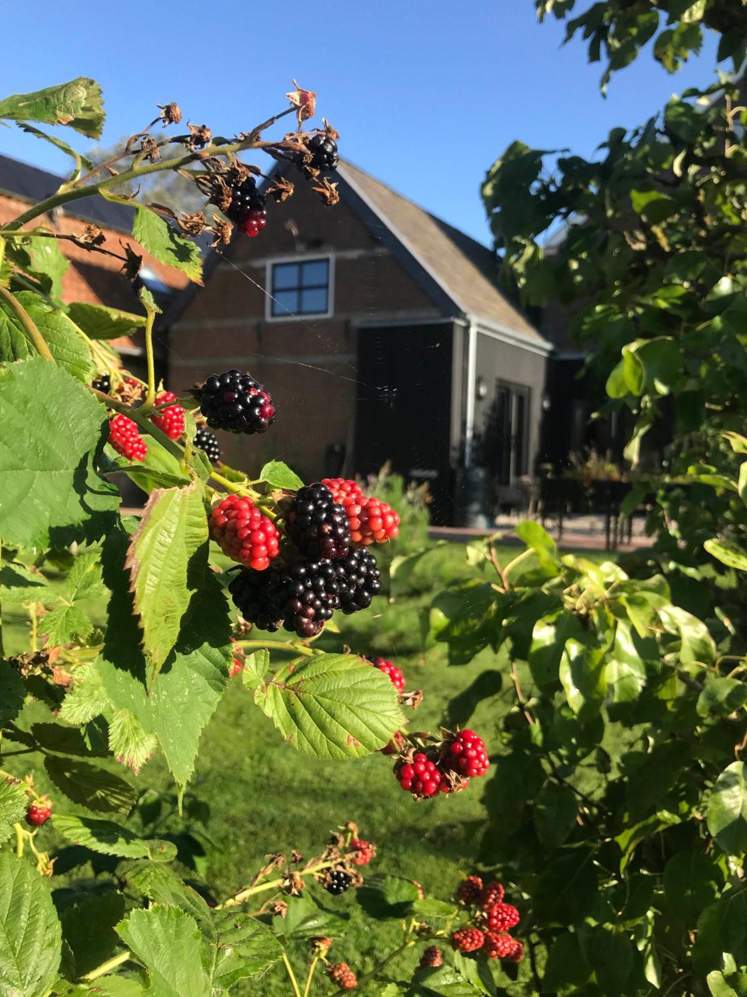 B&B De Pastorie Bij Dokkum Reitsum Dış mekan fotoğraf