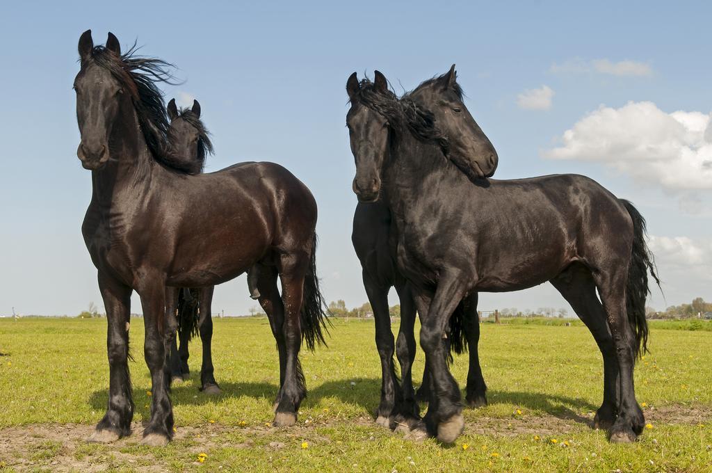 B&B De Pastorie Bij Dokkum Reitsum Dış mekan fotoğraf